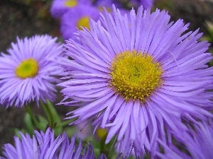 purple, Flowers, Yellow