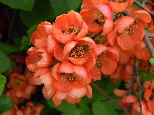 quince, Flowers, Bush