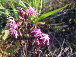 Flowers, Lychnis ragged, Wildflowers