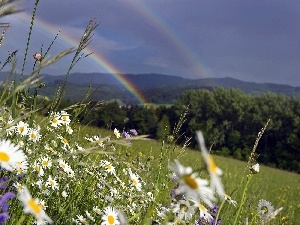 Flowers, Great Rainbows, Meadow