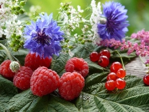 Flowers, Wildflowers, raspberries, currants