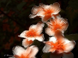 Red, Flowers, white