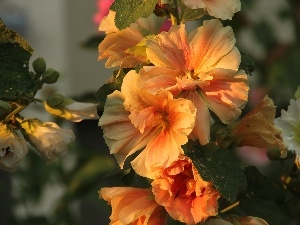 Flowers, yellow-red, Hollyhocks