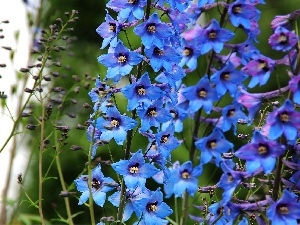 Delphinium, Flowers, Blue, ringtones