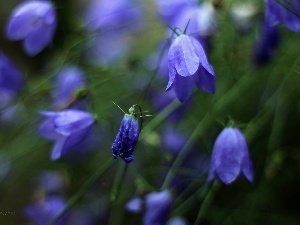ringtones, Flowers, purple