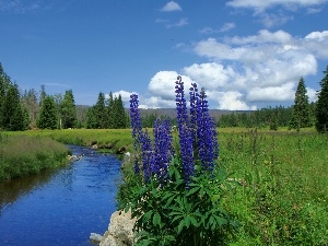 Flowers, Mountains, River, woods