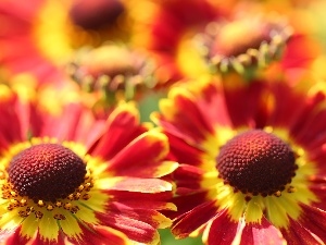 Helenium, Flowers