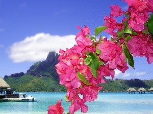 Flowers, Platforms, sea, Bougainvillea, Tropical