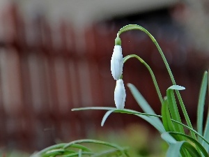 Flowers, snowdrops