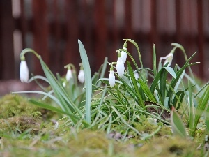 Flowers, snowdrops