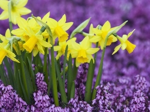 Spring, Flowers, Daffodils
