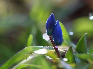 Flowers, Blue, Siberian squill, Spring, Buds