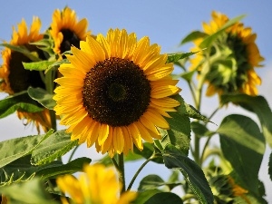 summer, Flowers, Sunflower