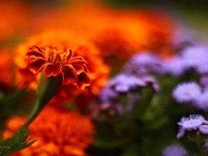 Flowers, Orange, Tagetes, Turki