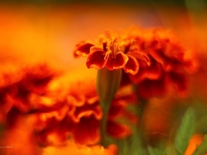 Flowers, Orange, Tagetes, Turki
