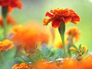 Flowers, Tagetes