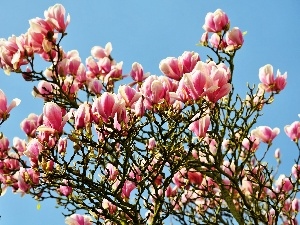 trees, Flowers, Magnolias