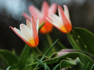 Flowers, Tulips