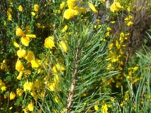 Flowers, Yellow, twig, pine