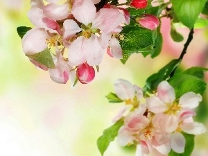 Flowers, viewes, Twigs, trees