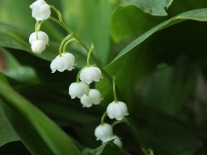 flowers, lily of the Valley, White