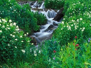 Flowers, Cascades, tear, VEGETATION, brook