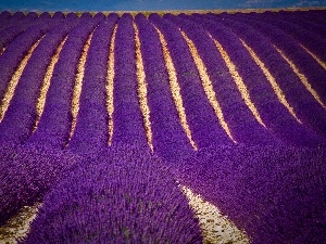 Narrow-Leaf Lavender, Field