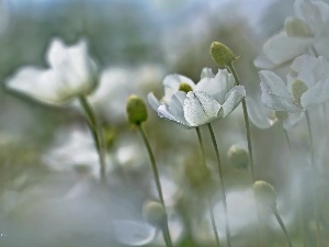 White, Flowers, Anemones