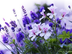 Blue, lavender, White, Flowers, geraniums