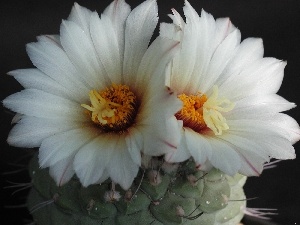White, Flowers, Cactus