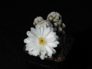 White, Flowers, Cactus