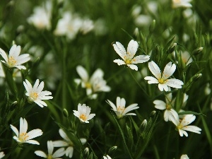 White, Flowers, Cerastium