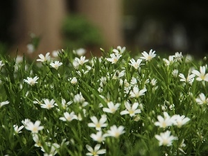 White, Flowers, Cerastium