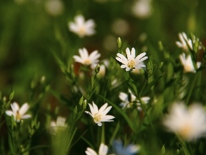 White, Flowers, Cerastium