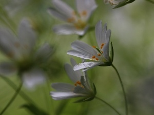 White, Flowers, Cerastium