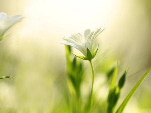 White, Flowers, Cerastium