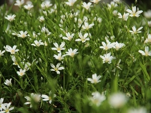 White, Flowers, Cerastium