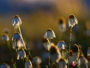 White, Flowers, chamomile