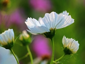 White, Flowers, Cosmos