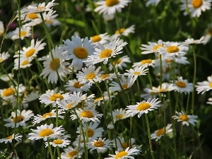 White, Flowers, daisy