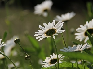 White, Flowers, daisy