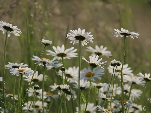 White, Flowers, daisy