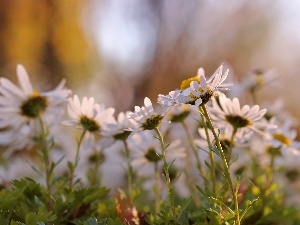 White, Flowers, daisy