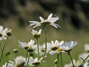 White, Flowers, daisy