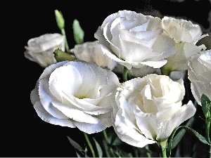 White, Flowers, Eustoma