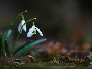 White, Flowers, snowdrops