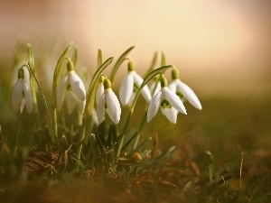 White, Flowers, snowdrops