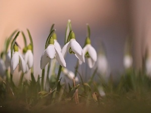 White, Flowers, snowdrops