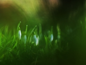 White, Flowers, snowdrops