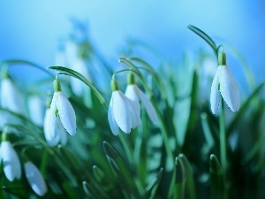 White, Flowers, snowdrops